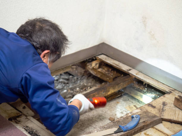 Best Residential Mold Removal  in Lindale, GA