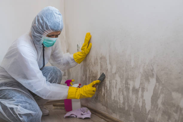 Home Mold Removal in Lindale, GA