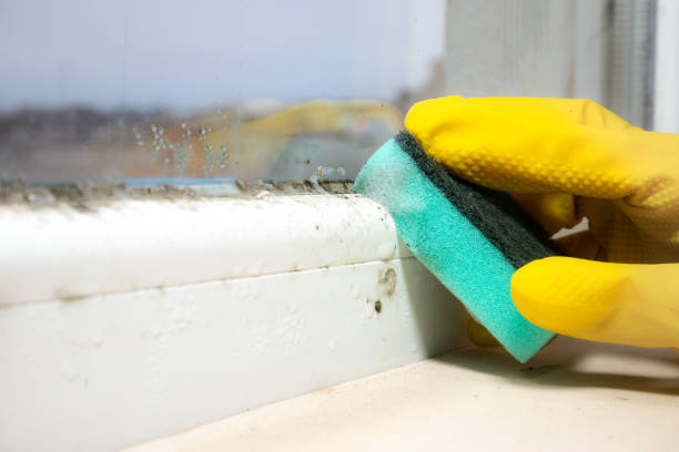 Best Mold Damage Repair  in Lindale, GA
