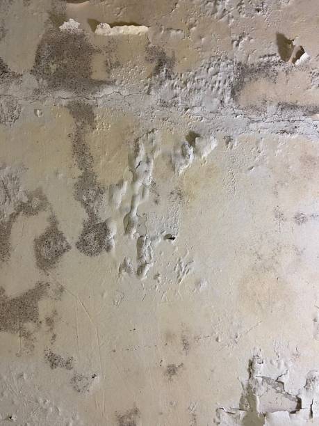 Best Mold Remediation  in Lindale, GA