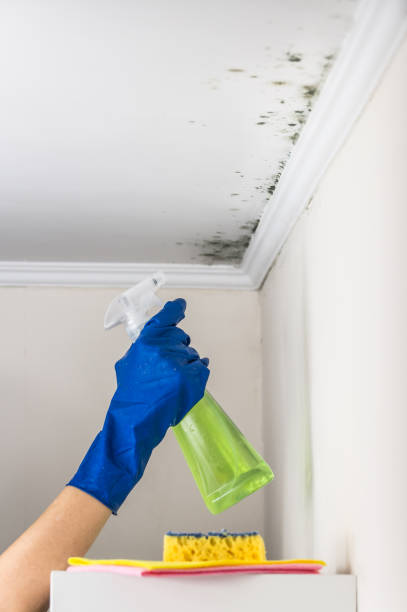 Best Crawl Space Mold Removal  in Lindale, GA