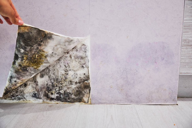 Best Mold Cleaning Services  in Lindale, GA